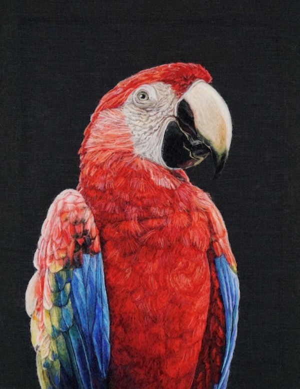 Dani Ives - Scarlet Macaw Portrait (realistic wool portrait of macaw)
