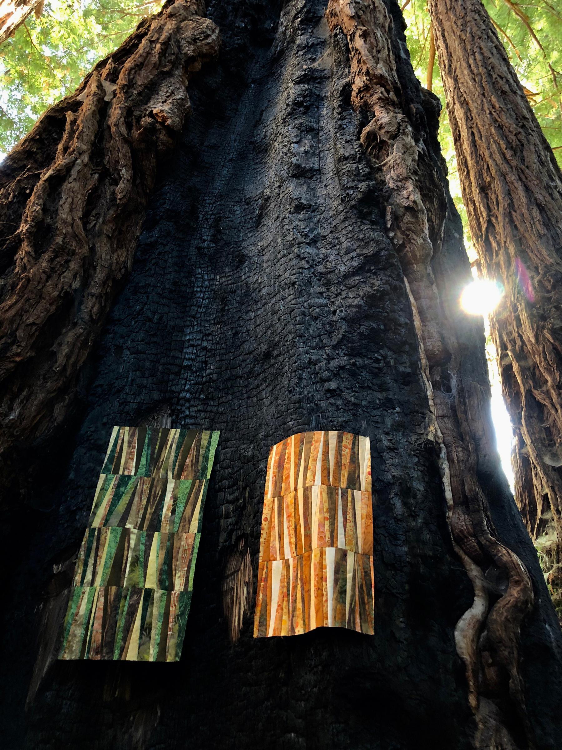 Vivien  Zepf - Redwood Bark Study: Burn Bandaids