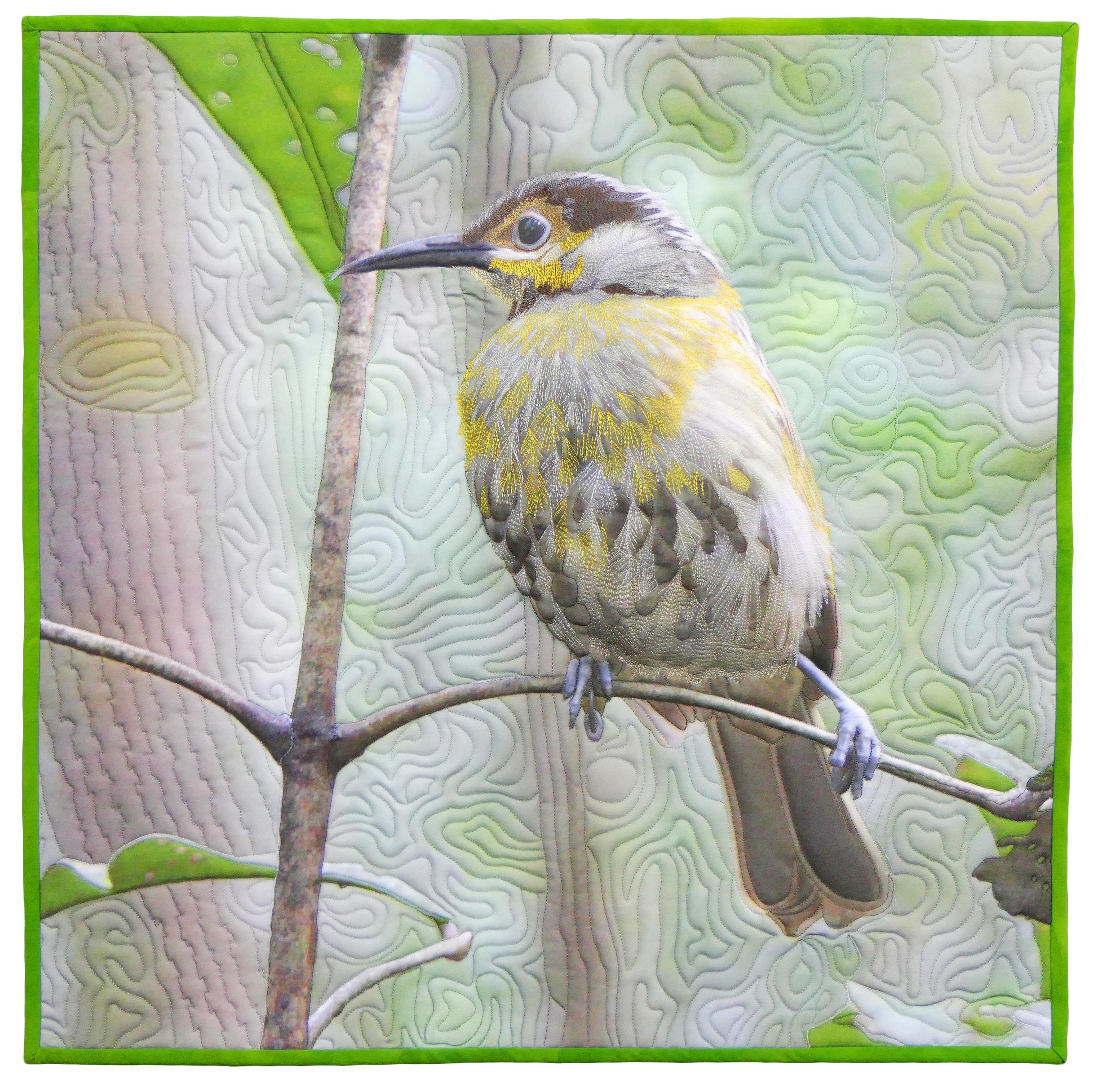 Barbara Barrick McKie - Macleays Honey Eater of Australia