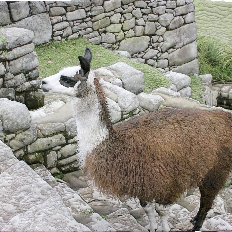 Barbara McKie - Machu Picchu Visitor
