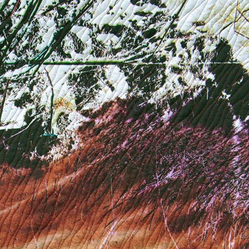 Bonnie J. Smith - Before & After The Drought (detail)