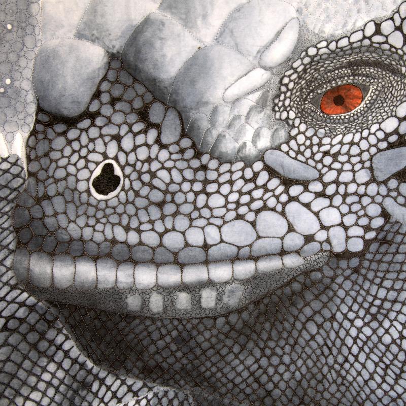 Sue  Sherman - Galápagos Marine Iguana