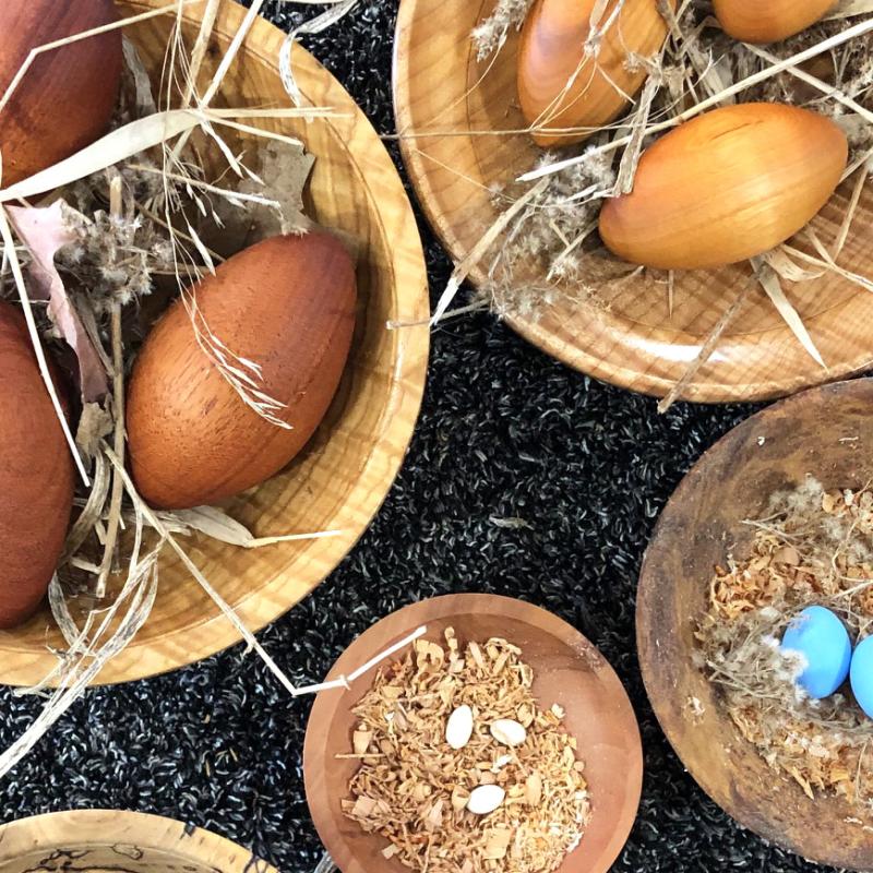 Tim J Heil - Minnesota Bird Eggs