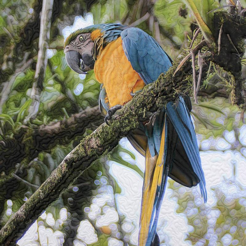 Barbara  McKie - Blue and Gold Macaw