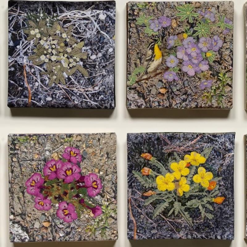 B. J. Adams - Desert Wild Flowers