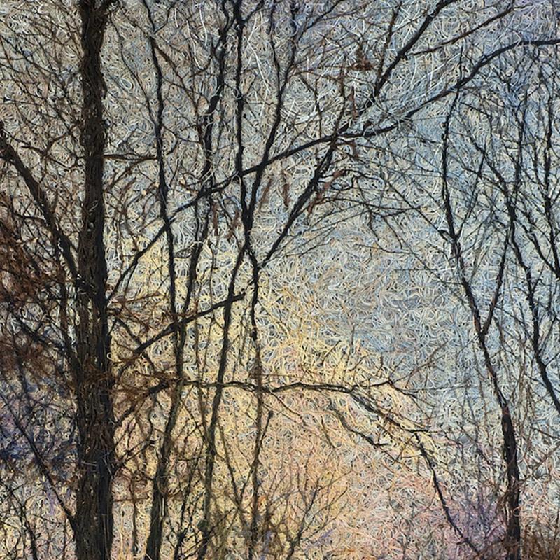  Winter Trees - A Glimmer of Light
