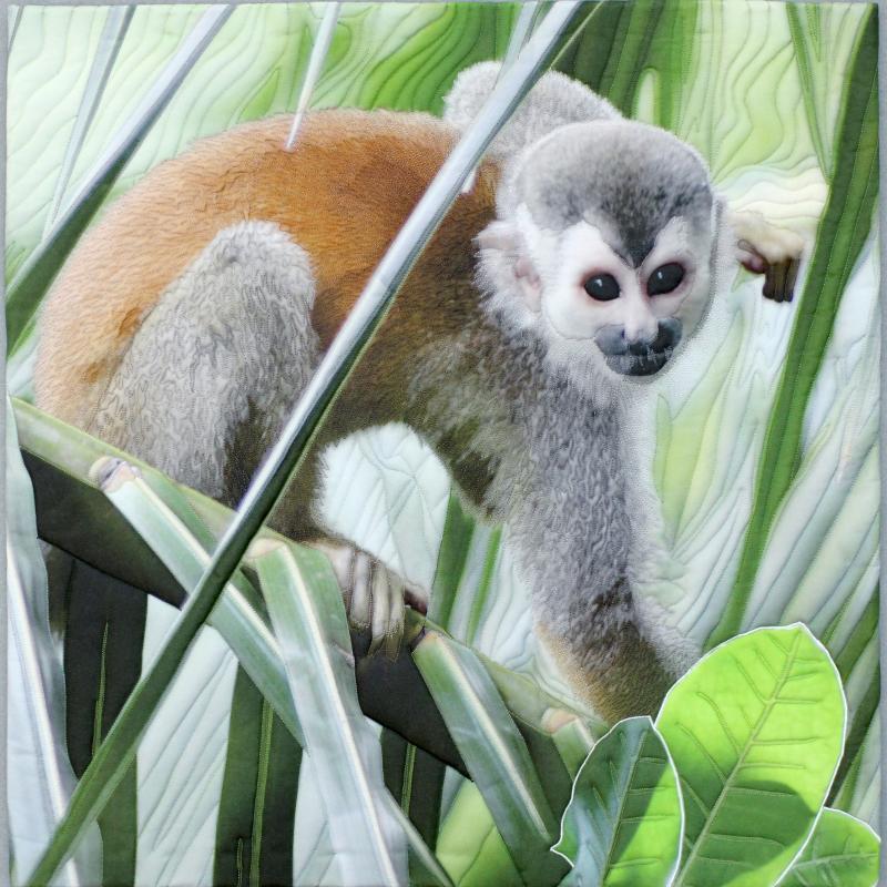 Costa Rican Squirrel Monkey