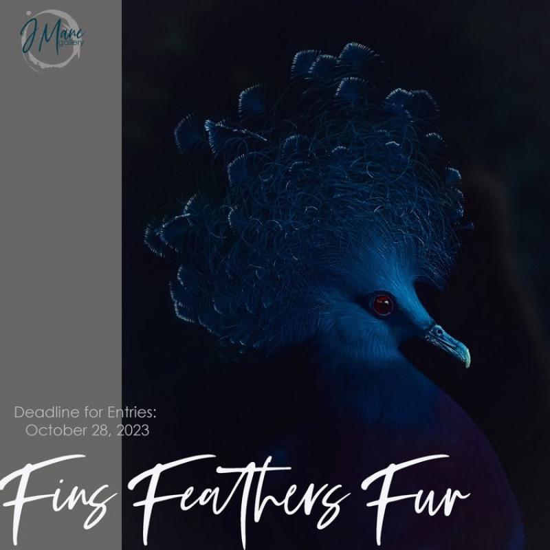 Fins Feathers & Fur CFE