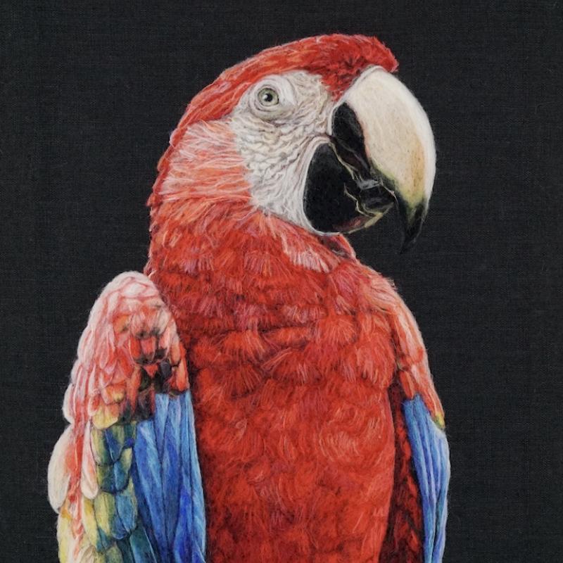 Dani Ives - Scarlet Macaw Portrait (realistic wool portrait of macaw)